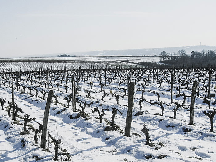 La vigne en hiver