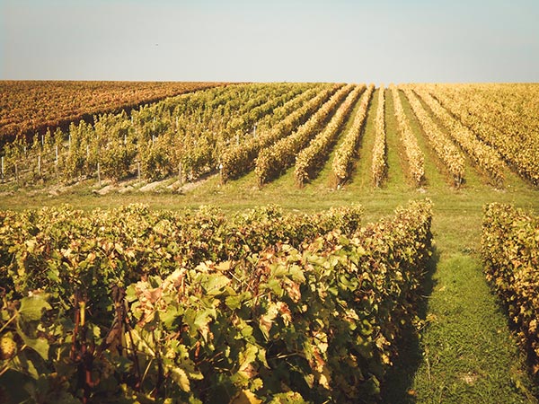 Vignoble Domaine-Sauvète